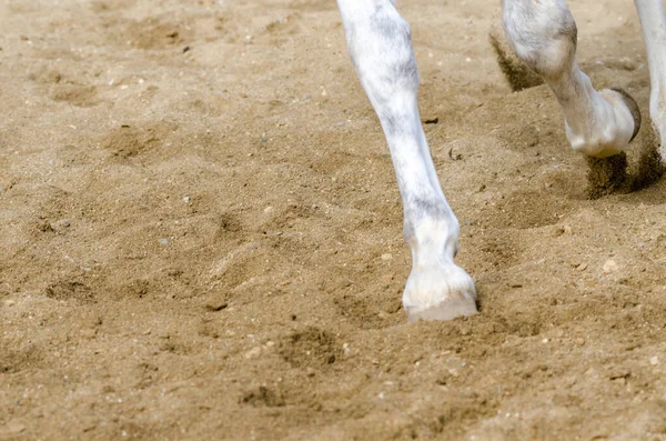 Cavalo Casco Que Bares Chão Arenoso Itália — Fotografia de Stock