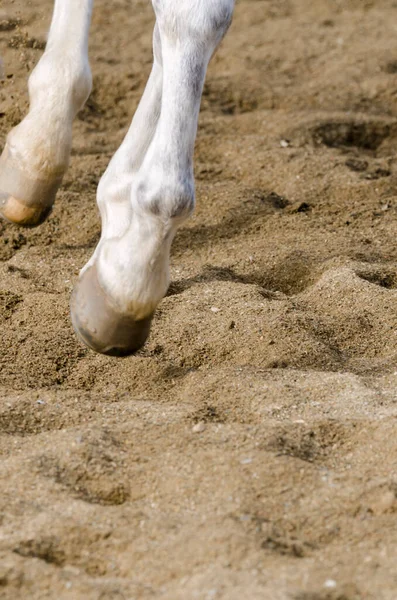 Horse Hoof Bars Sandy Ground Italy — Stock Photo, Image