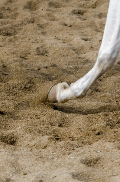 horse hoof that bars on the sandy ground in italy