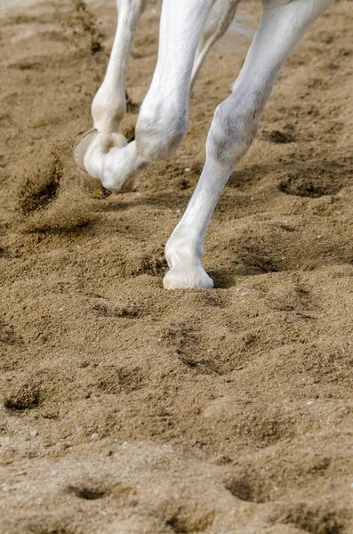 Cavalo Casco Que Bares Chão Arenoso Itália — Fotografia de Stock
