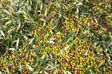 Zeytin hasadı sırasında Yunanistan 'ın Keratea kentindeki portakal ağlarıyla zeytinleri toplayıp temizleyen eller