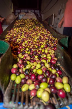 Zeytin hasadı sırasında Yunanistan 'ın Keratea kentindeki portakal ağlarıyla zeytinleri toplayıp temizleyen eller