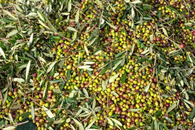 Zeytin hasadı sırasında Yunanistan 'ın Keratea kentindeki portakal ağlarıyla zeytinleri toplayıp temizleyen eller