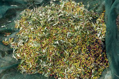 Zeytin hasadı sırasında Yunanistan 'ın Keratea kentindeki portakal ağlarıyla zeytinleri toplayıp temizleyen eller