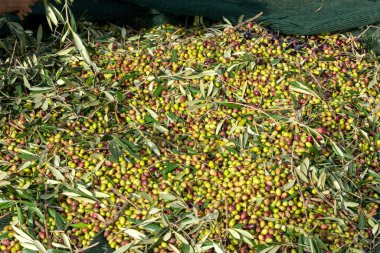 Zeytin hasadı sırasında Yunanistan 'ın Keratea kentindeki portakal ağlarıyla zeytinleri toplayıp temizleyen eller