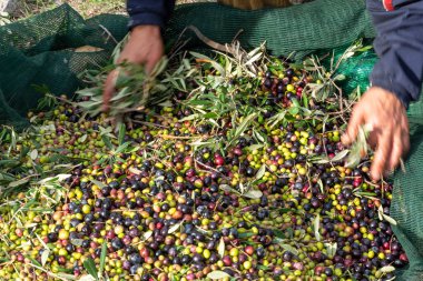 Zeytin hasadı sırasında Yunanistan 'ın Keratea kentindeki portakal ağlarıyla zeytinleri toplayıp temizleyen eller