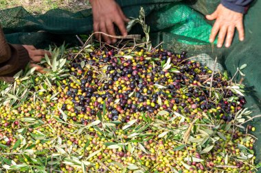 Zeytin hasadı sırasında Yunanistan 'ın Keratea kentindeki portakal ağlarıyla zeytinleri toplayıp temizleyen eller