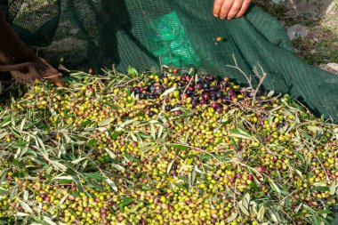 Zeytin hasadı sırasında Yunanistan 'ın Keratea kentindeki portakal ağlarıyla zeytinleri toplayıp temizleyen eller