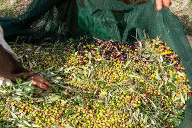 Zeytin hasadı sırasında Yunanistan 'ın Keratea kentindeki portakal ağlarıyla zeytinleri toplayıp temizleyen eller