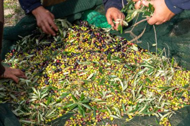 Zeytin hasadı sırasında Yunanistan 'ın Keratea kentindeki portakal ağlarıyla zeytinleri toplayıp temizleyen eller