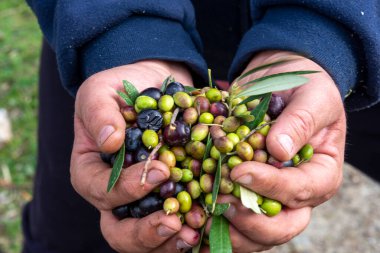 Zeytin hasadı sırasında Yunanistan 'ın Keratea kentindeki portakal ağlarıyla zeytinleri toplayıp temizleyen eller