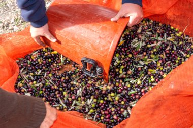 Zeytin hasadı sırasında Yunanistan 'ın Keratea kentindeki portakal ağlarıyla zeytinleri toplayıp temizleyen eller