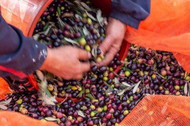 Zeytin hasadı sırasında Yunanistan 'ın Keratea kentindeki portakal ağlarıyla zeytinleri toplayıp temizleyen eller