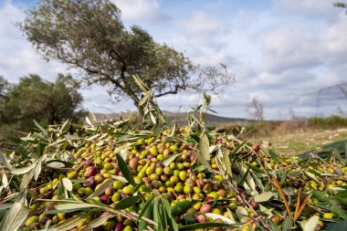 Zeytin hasadı sırasında Yunanistan 'ın Keratea kentindeki portakal ağlarıyla zeytinleri toplayıp temizleyen eller