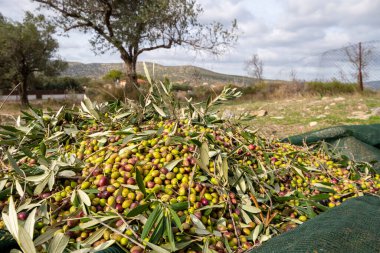 Zeytin hasadı sırasında Yunanistan 'ın Keratea kentindeki portakal ağlarıyla zeytinleri toplayıp temizleyen eller