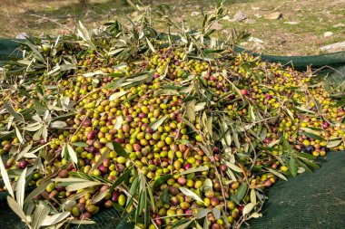 Zeytin hasadı sırasında Yunanistan 'ın Keratea kentindeki portakal ağlarıyla zeytinleri toplayıp temizleyen eller
