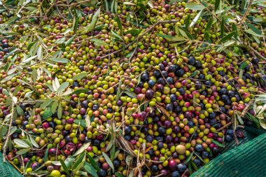 Zeytin hasadı sırasında Yunanistan 'ın Keratea kentindeki portakal ağlarıyla zeytinleri toplayıp temizleyen eller