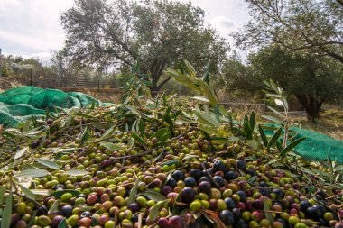 Zeytin hasadı sırasında Yunanistan 'ın Keratea kentindeki portakal ağlarıyla zeytinleri toplayıp temizleyen eller