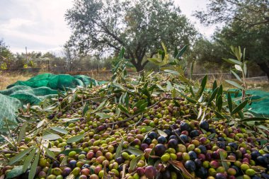 Zeytin hasadı sırasında Yunanistan 'ın Keratea kentindeki portakal ağlarıyla zeytinleri toplayıp temizleyen eller