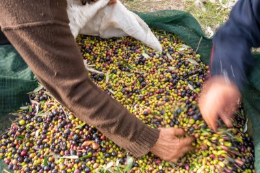 Zeytin hasadı sırasında Yunanistan 'ın Keratea kentindeki portakal ağlarıyla zeytinleri toplayıp temizleyen eller