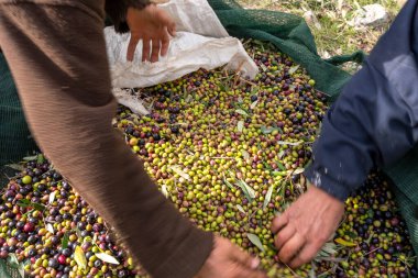 Zeytin hasadı sırasında Yunanistan 'ın Keratea kentindeki portakal ağlarıyla zeytinleri toplayıp temizleyen eller