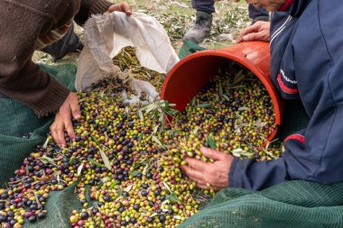 Zeytin hasadı sırasında Yunanistan 'ın Keratea kentindeki portakal ağlarıyla zeytinleri toplayıp temizleyen eller