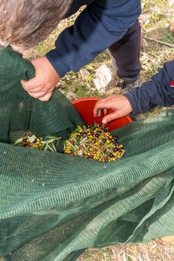 Zeytin hasadı sırasında Yunanistan 'ın Keratea kentindeki portakal ağlarıyla zeytinleri toplayıp temizleyen eller