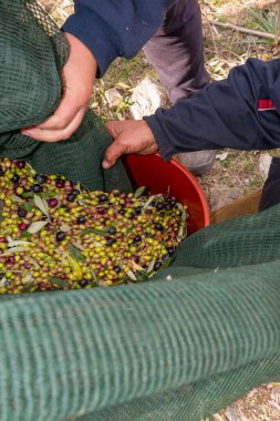 Zeytin hasadı sırasında Yunanistan 'ın Keratea kentindeki portakal ağlarıyla zeytinleri toplayıp temizleyen eller