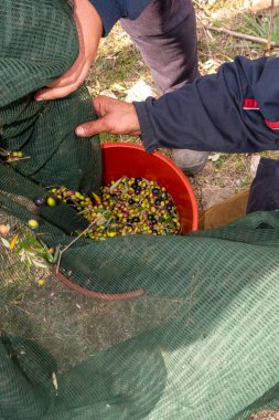 Zeytin hasadı sırasında Yunanistan 'ın Keratea kentindeki portakal ağlarıyla zeytinleri toplayıp temizleyen eller