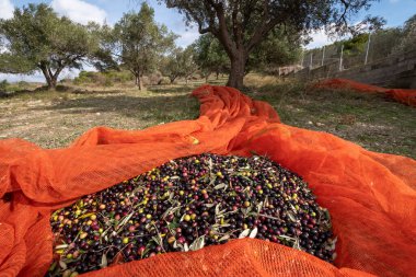 Zeytin hasadı sırasında Yunanistan 'ın Keratea kentindeki portakal ağlarıyla zeytinleri toplayıp temizleyen eller