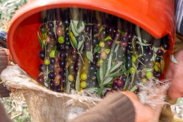 Zeytin hasadı sırasında Yunanistan 'ın Keratea kentindeki portakal ağlarıyla zeytinleri toplayıp temizleyen eller