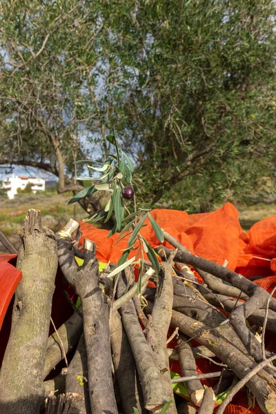 Manos Que Recogen Limpian Las Aceitunas Durante Cosecha Aceitunas Con — Foto de Stock