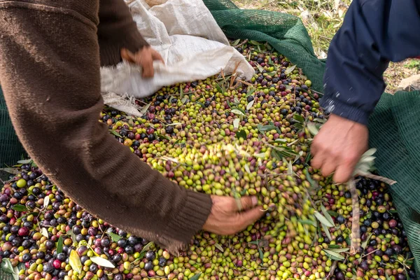 Hände Die Die Oliven Während Der Olivenernte Mit Orangennetzen Keratea lizenzfreie Stockfotos