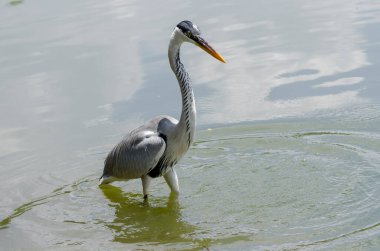 Brezilya 'da bir gölde balık kovalayan gri balıkçıl yakın plan.