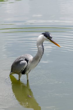 Brezilya 'da bir gölde balık kovalayan gri balıkçıl yakın plan.