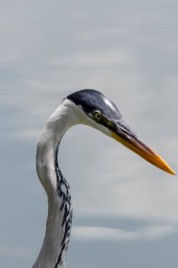 Brezilya 'da bir gölde balık kovalayan gri balıkçıl yakın plan.