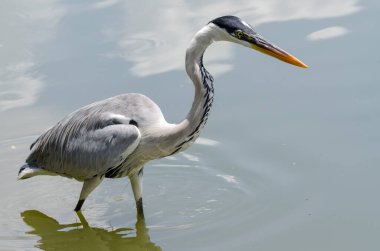 Brezilya 'da bir gölde balık kovalayan gri balıkçıl yakın plan.