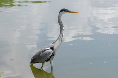 Brezilya 'da bir gölde balık kovalayan gri balıkçıl yakın plan.