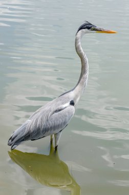 Brezilya 'da bir gölde balık kovalayan gri balıkçıl yakın plan.