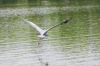 Brezilya 'da bir gölde balık kovalayan gri balıkçıl yakın plan.