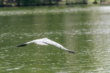 Brezilya 'da bir gölde balık kovalayan gri balıkçıl yakın plan.