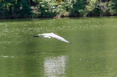 Brezilya 'da bir gölde balık kovalayan gri balıkçıl yakın plan.