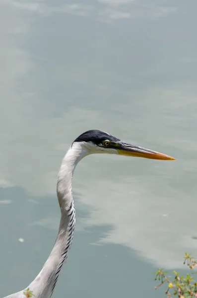 Close Gray Heron Chasing Fish Lake Brazil — Stock Photo, Image