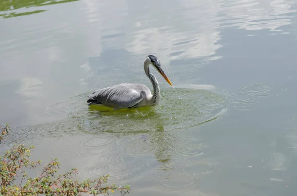 ブラジルの湖で魚を追いかける灰色のサギのクローズアップ — ストック写真