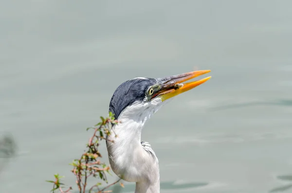 Nahaufnahme Eines Graureihers Auf Der Jagd Nach Fischen Einem See — Stockfoto