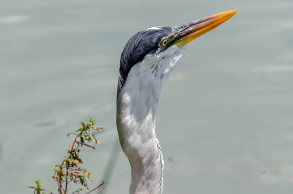 Nahaufnahme Eines Graureihers Auf Der Jagd Nach Fischen Einem See — Stockfoto