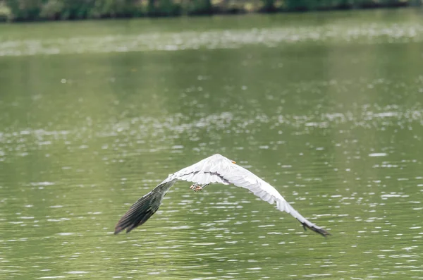 Primo Piano Airone Grigio Che Insegue Pesce Lago Brasile — Foto Stock