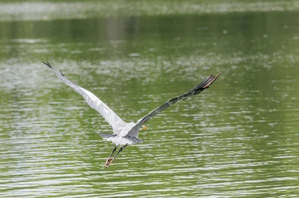 Brezilya 'da bir gölde balık kovalayan gri balıkçıl yakın plan.