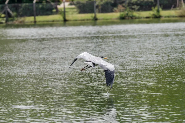 Close Gray Heron Chasing Fish Lake Brazil — Stock Photo, Image