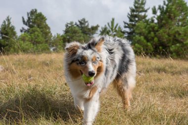 Mavi merle Avusturalya çoban köpeği İtalya 'da Liguria' da bir pitbull köpek yavrusuyla Praglia 'nın çayırına koşar ve atlar.